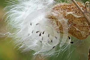 Hairy Seed