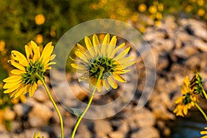 Hairy sepals and stalk of sunflower