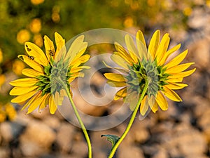 Hairy sepals and stalk of sunflower