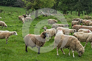 Hairy sheep on a green meadow 25