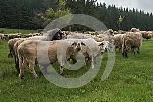 Hairy sheep on a green meadow 35