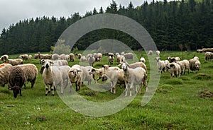 Hairy sheep on a green meadow 49