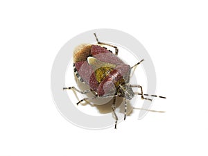 Dolycoris baccarum hairy shield bug isolated