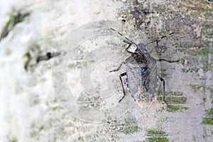Hairy shieldbug Dolycoris baccarum on birch bark photo