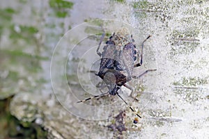 Hairy shieldbug Dolycoris baccarum on birch bark photo