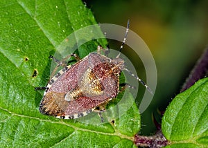 Hairy Shieldbug - Dolycoris baccarum on a bramble leaf. photo