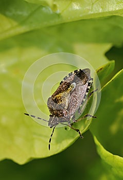 Hairy Shieldbug or Sloe Bug