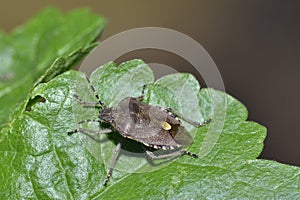Hairy Shieldbug or Sloe Bug photo