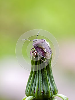 Hairy shieldbug on top of unopened dandelion flower