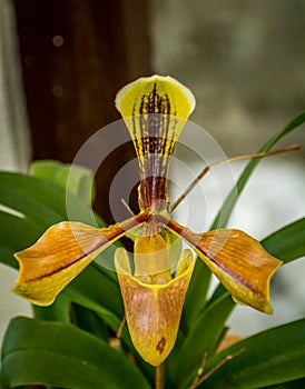 Hairy Slipper Orchid or Paphiopedilum Villosum