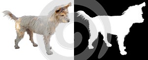 Hairy small pet dog standing isolated on white background with alpha channel