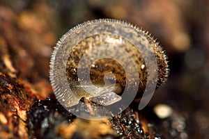 Hairy snail (Trochulus hispidus)