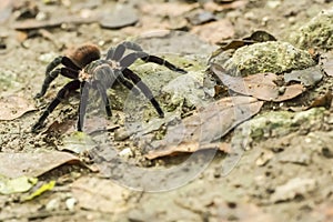 Hairy spider on the ground