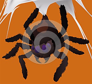 Hairy Spider Hanging from its Cobweb, Vector Illustration