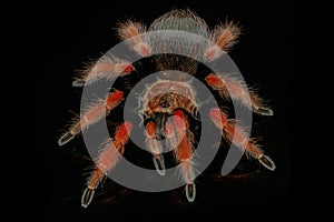 hairy spider on isolated black background with reflection. Close up big red tarantula Theraphosidae