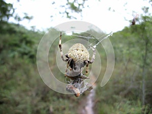 Hairy spider in its web with prey in Swaziland