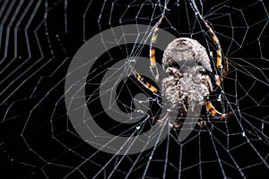 Hairy spider and its web
