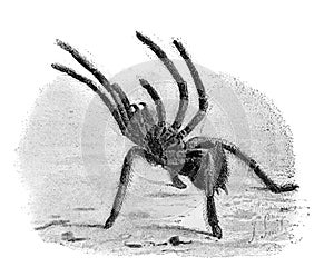 Hairy spider (mygale fusca) in the old book the Naturalist in La Plata, by W.H. Hudson, 1896, St. Petersburg