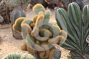 Hairy spiny old man cactus. photo
