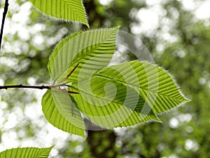 Hairy spring leaves