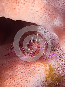 Hairy Squat Lobster