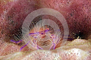 Hairy Squat Lobster