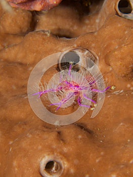 Hairy Squat Lobster