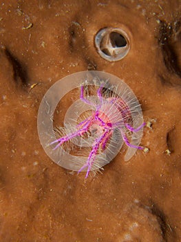 Hairy Squat Lobster