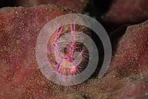 Hairy Squat Lobster on Barrel Sponge