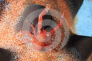 Hairy Squat Lobster on a Starfish