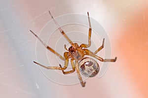 Hairy Steatoda nobilis spider waiting for preys in his web