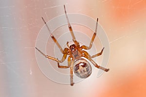 Hairy Steatoda nobilis spider waiting for preys in his web