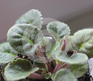 Hairy Stems And Shaggy Leaves Of Young Violet Plant Stock Photo With Soft Focus