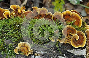 Hairy Stereum Fungi photo