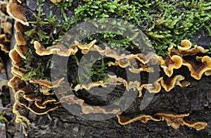 Hairy Stereum Fungi photo