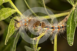 Hairy stinging caterpillar