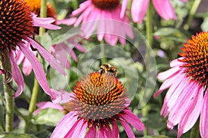 The hairy striped bumblebee pollinates the flower