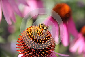 The hairy striped bumblebee pollinates the flower