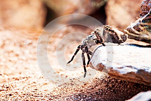 Hairy Striped Knee Tarantula On Rock