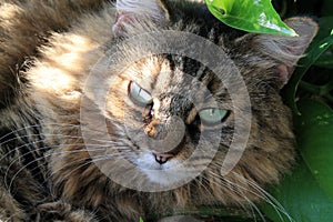 Hairy tabby female cat in garden