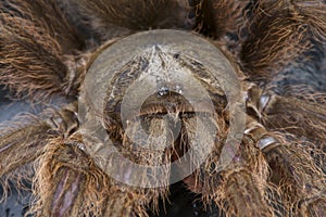 Hairy Tarantula