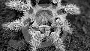 hairy tarantula waiting for its prey, macro photography. This horrific venemous spider is a dreadful predator