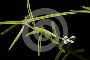 Hairy Tare Vicia hirsuta. Inflorescence Closeup