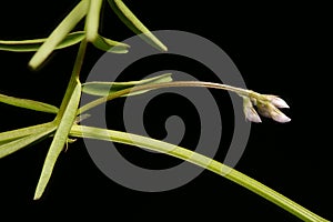 Hairy Tare (Vicia hirsuta). Inflorescence Closeup