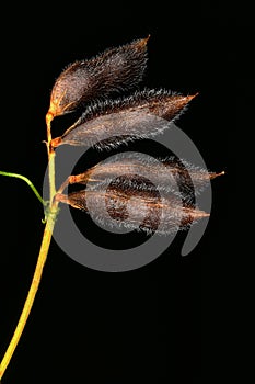 Hairy Tare Vicia hirsuta. Mature Fruit Closeup
