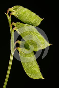 Hairy Tare Vicia hirsuta. Young Fruit Closeup