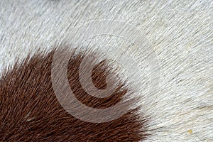 Hairy Texture of a fur