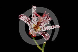 Hairy Toad Lily (Tricyrtis hirta). Flower Closeup