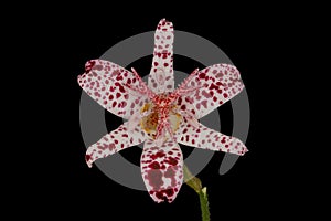 Hairy Toad Lily (Tricyrtis hirta). Flower Closeup