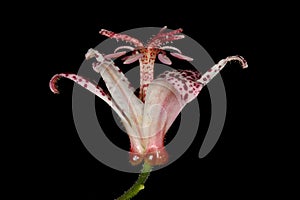 Hairy Toad Lily (Tricyrtis hirta). Flower Closeup